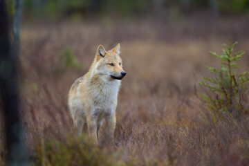Young grey wolf (Canis lupus) in autumn