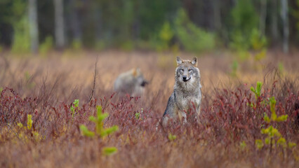 Young grey wolf (Canis lupus) in autumn