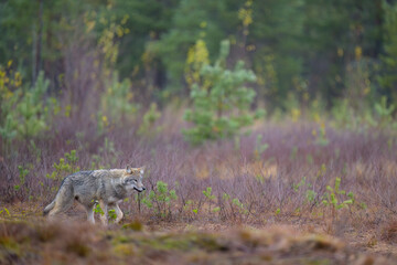 Young grey wolf (Canis lupus) in autumn