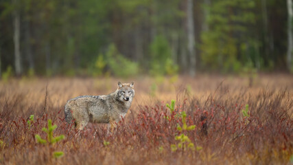 Young grey wolf (Canis lupus) in autumn