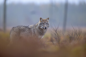 Young grey wolf (Canis lupus) in autumn