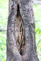 Obraz premium Rustic rainforest tree bark texture