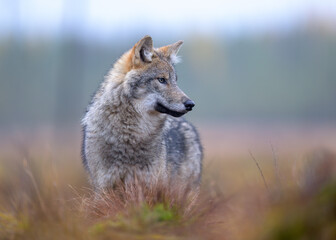 Young grey wolf (Canis lupus) in autumn