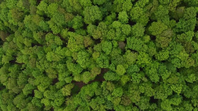 Droneshot of a beautiful green forest in Germany