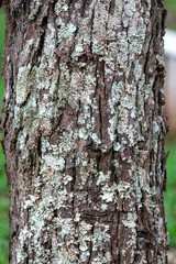 Rustic rainforest tree bark texture