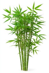 Single Cluster of Bamboo Stalks. Cluster of green bamboo stalks with leaves isolated on a white background.