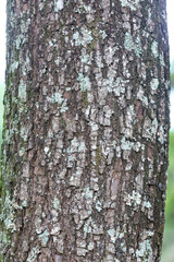 Rustic rainforest tree bark texture