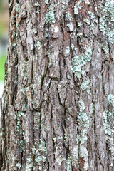 Rustic rainforest tree bark texture
