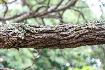 Rustic rainforest tree bark texture