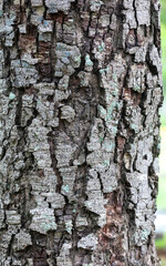 Rustic rainforest tree bark texture