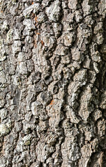 Rustic rainforest tree bark texture