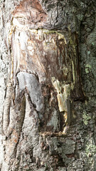 Rustic rainforest tree bark texture