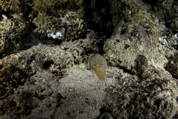 Sepia prashadi is hiding on the coral reef  in Egypt. Hooded cuttlefish during night dive in Red Sea. Abundant marine life on the coral reef. Small kind of sepia change color.