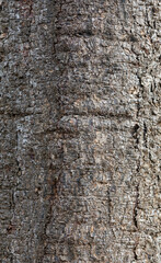 Rustic rainforest tree bark texture