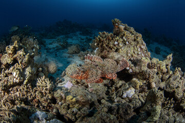 Obraz premium Scorpaenopsis oxycephalus is hiding on the coral reef in Egypt. Venomous tasseled scorpionfish during dive in Red sea. Excellent camouflage by scorpion fish.