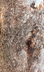 Rustic rainforest tree bark texture