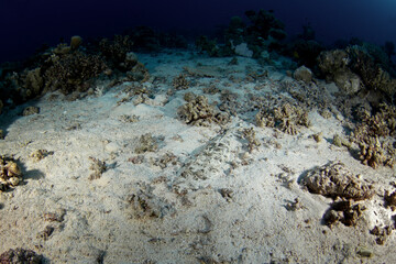 Crocodile Fish is hiding on the bottom in Egypt. Papilloculiceps longiceps during night dive. Fish...