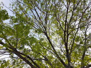 leaves against blue sky, spring, buenos aires