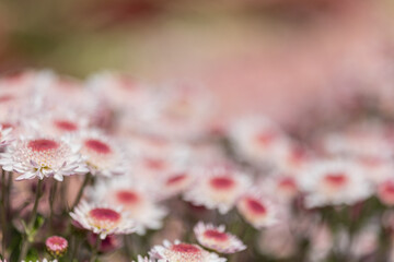 Pink flowers. Solid carpet of lush bright pink flowers, garden art, close-up of flowering. Foreground in focus, foreground in blur