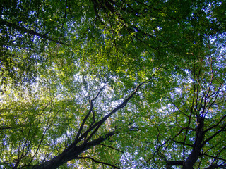 Fototapeta premium trees and leaves in forrest , woodland with sunlight 
