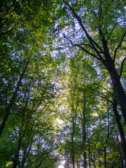 Fototapeta premium trees and leaves in forrest , woodland with sunlight 
