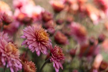 Pink flowers. Solid carpet of lush bright pink flowers, garden art, close-up of flowering. Foreground in focus, foreground in blur