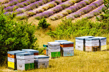 Bee hives at lavender field