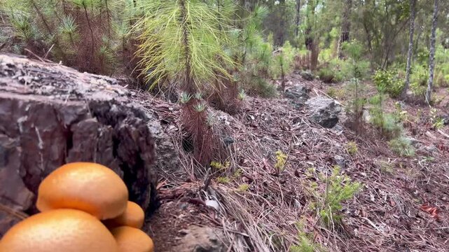 Bosque de pinos y setas silvestres en las monta&ntilde;as de Tenerife, Islas Canarias