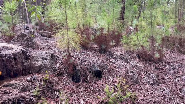 Bosque y setas en las monta&ntilde;as de Tenerife, Islas Canarias