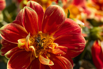 Bees or wasps pollinate flowers, beautiful red and yellow blooms