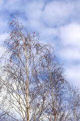 bare birch trees and cold cloudy sky