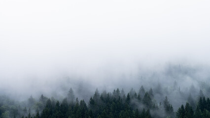 Pine forest with fog