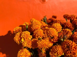 Bouquet of marigolds against an orange wall for Day of the Dead in Mexico