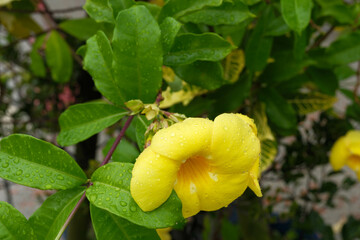 亜熱帯性機構の沖縄で見かける植物　