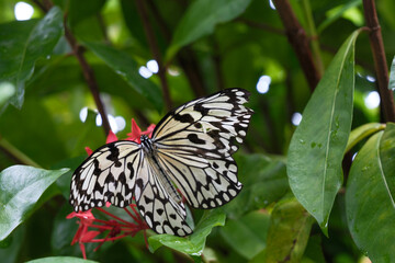 沖縄に生息するオオゴマダラが羽を広げる