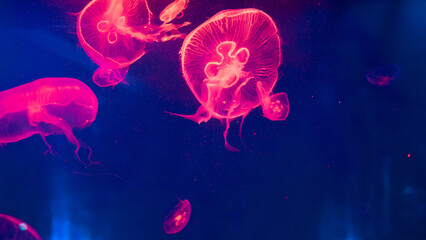 There are a lot of jellyfish in the water. The underwater world in the aquarium