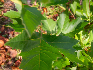 Close up macro of plant and flowers 