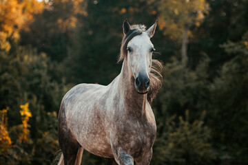 Fototapeta premium Udidor