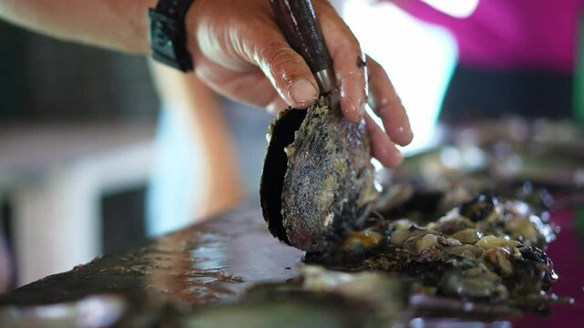 Tahitian tour guide showing black pearl in oyster shell.  tourism activity on Fakarava Atoll island in Tahiti. French Polynesia. Exotic travel vacation getaway, romantic honeymoon destination.