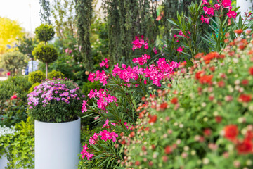 A beautiful landscaped corner in the park. Red oleander flowers among orange and yellow chrysanthemums against a backdrop of juniper.