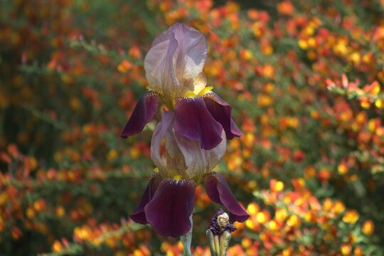 blooming purple iris with vibrant blurred background