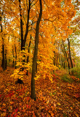 Beautiful and colorful landscape in the forest with maple and oak trees.Autumn landscape ,golden and orange colors,trees with lor of yellow leaves.Geound with flowers and leaves.Branches in the woods