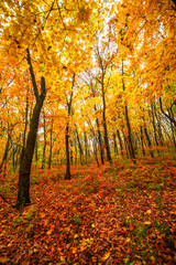 Beautiful and colorful landscape in the forest with maple and oak trees.Autumn landscape ,golden and orange colors,trees with lor of yellow leaves.Geound with flowers and leaves.Branches in the woods
