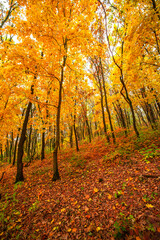 Fototapeta premium Beautiful and colorful landscape in the forest with maple and oak trees.Autumn landscape ,golden and orange colors,trees with lor of yellow leaves.Geound with flowers and leaves.Branches in the woods
