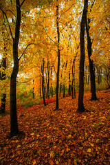 Beautiful and colorful landscape in the forest with maple and oak trees.Autumn landscape ,golden and orange colors,trees with lor of yellow leaves.Geound with flowers and leaves.Branches in the woods