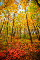 Obraz premium Beautiful and colorful landscape in the forest with maple and oak trees.Autumn landscape ,golden and orange colors,trees with lor of yellow leaves.Geound with flowers and leaves.Branches in the woods