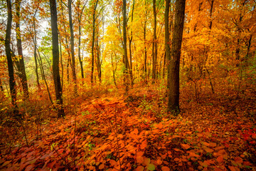 Obraz premium Beautiful autumn forest at the morning,colorful picyure with a lot of arange and yellow colors.Autumn landscape in the woodlands.Maple trees in the forest , orange forest .Fall landscape . 