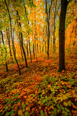 Beautiful autumn forest at the morning,colorful picyure with a lot of arange and yellow colors.Autumn landscape in the woodlands.Maple trees in the forest , orange forest .Fall landscape . 