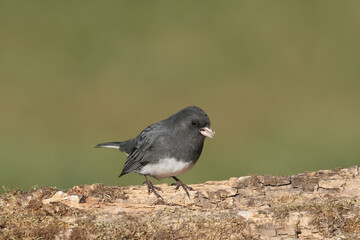 Juncos in fall on log