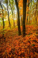 Beautiful autumn forest at the morning,colorful picyure with a lot of arange and yellow colors.Autumn landscape in the woodlands.Maple trees in the forest , orange forest .Fall landscape . 